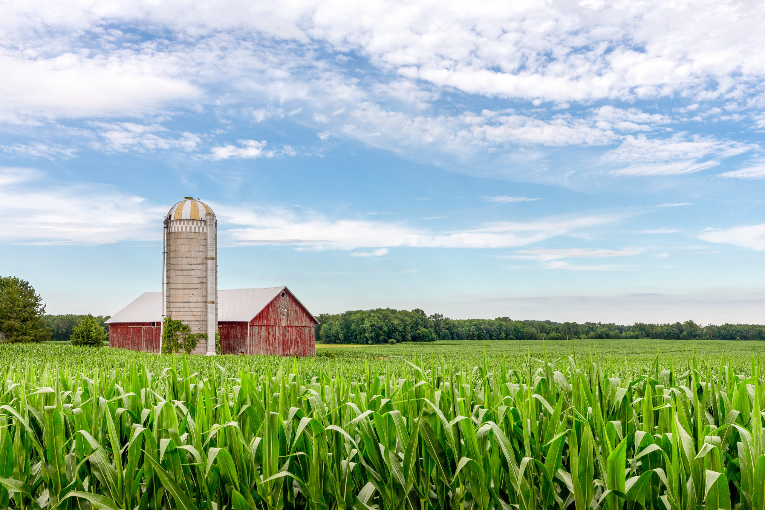 Classic red barn and silo set in a field of green corn and under a blue sky with copy space if needed. Traditional rural scene.