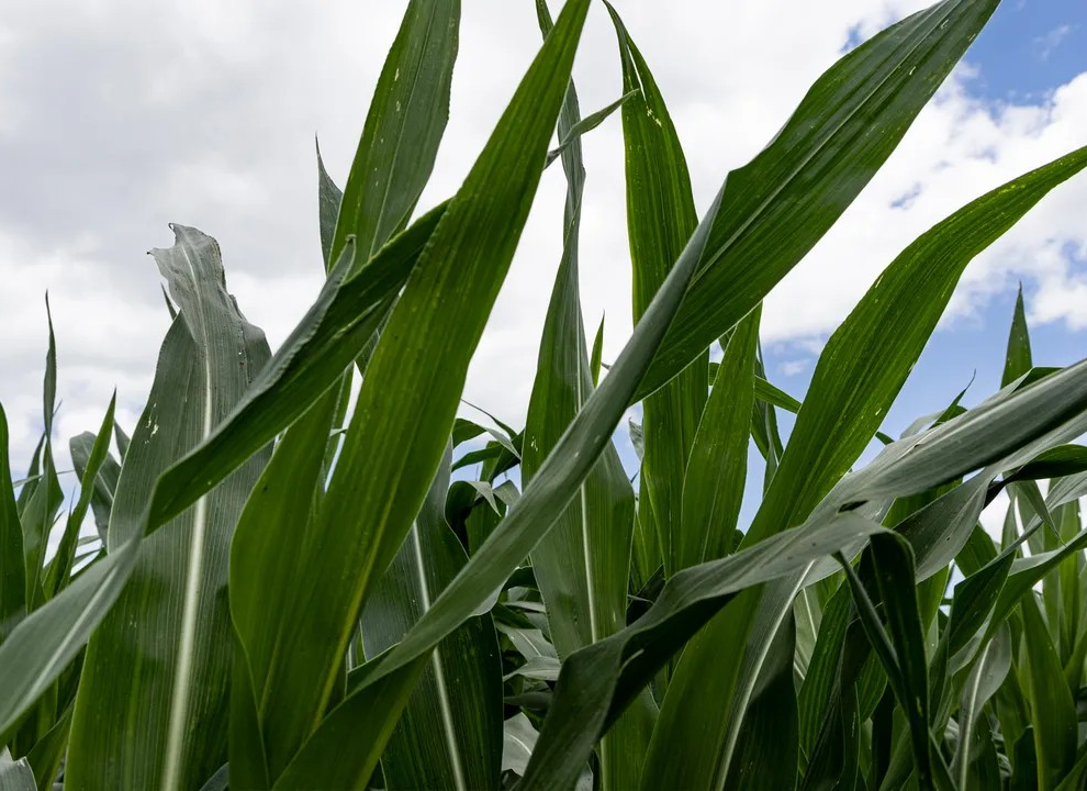 Iowa farmland market holds steady - Farm Progress 10/20/2025